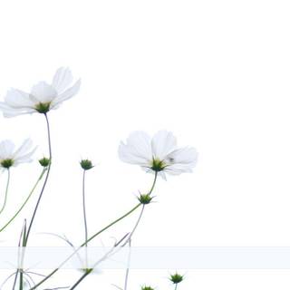 Minimal flower wallpaper