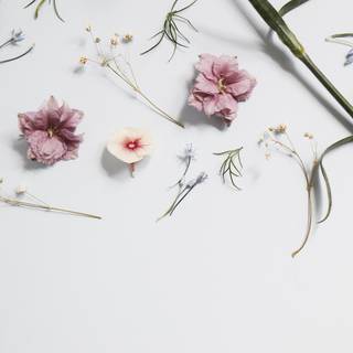 Minimal flower wallpaper
