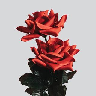 Minimal flower wallpaper