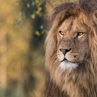 Desktop Hd Full screen lion wallpaper