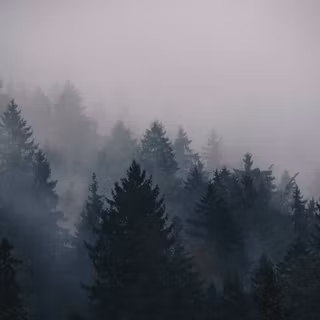 Misty morning forest wallpaper