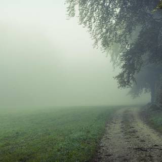 Misty morning forest wallpaper