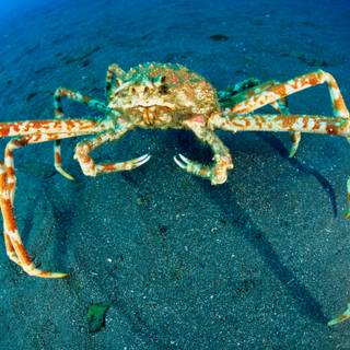 Crab spiders wallpaper