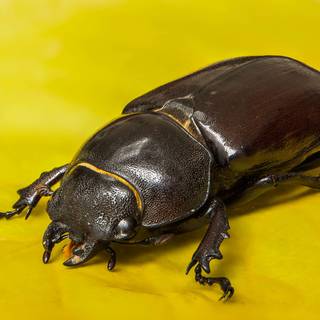 Beetle insect wallpaper