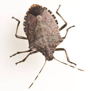 Stink bugs wallpaper