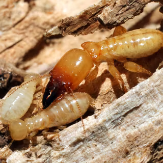 Termite wallpaper