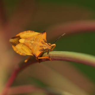 Stink bugs wallpaper