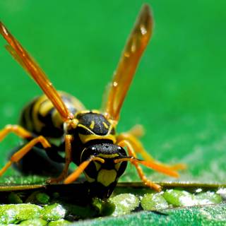 Hornet insect wallpaper