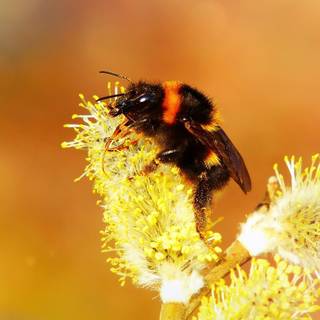 Bumblebee insect wallpaper