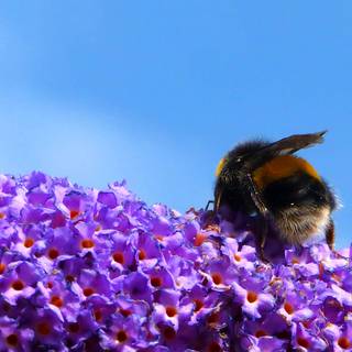 Bumblebee insect wallpaper