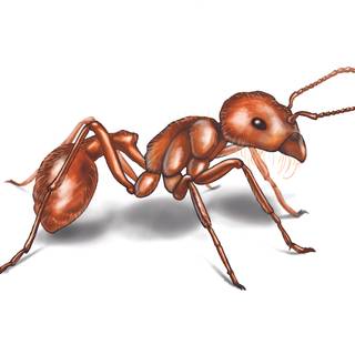 Carpenter ant wallpaper