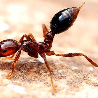 Carpenter ant wallpaper