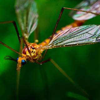 Crane fly wallpaper