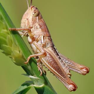 Bush crickets wallpaper
