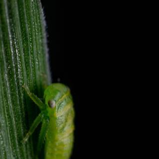 Leafhoppers wallpaper