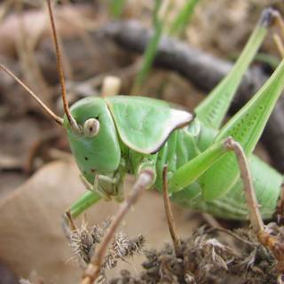 Bush crickets wallpaper