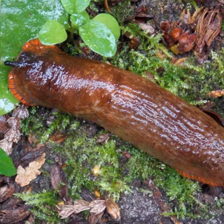 Slugs wallpaper