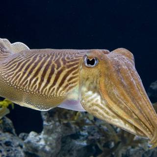 Cuttlefishes wallpaper