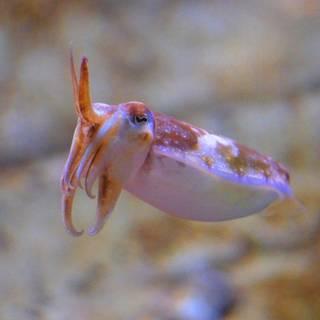 Cuttlefishes wallpaper