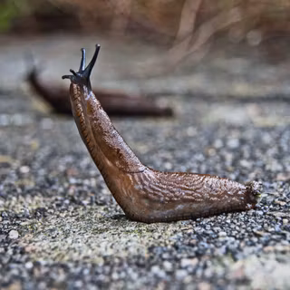 Slugs wallpaper