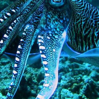 Cuttlefishes wallpaper