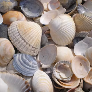 Mussels wallpaper