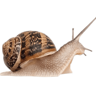 Garden snail wallpaper