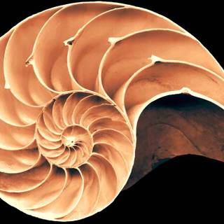 Nautilidae wallpaper