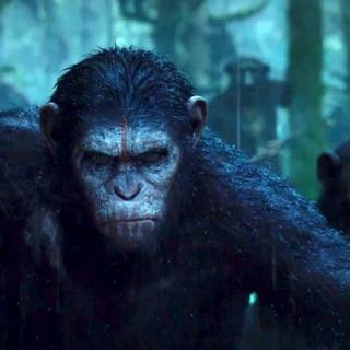 Dawn of the Planet of the Apes wallpaper