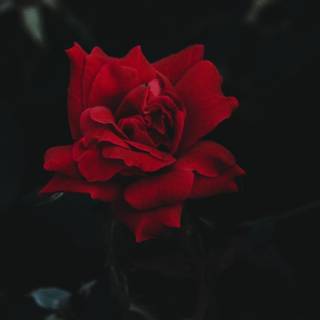 Rose wallpaper