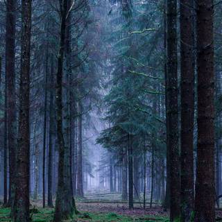 Forest Hd Android wallpaper