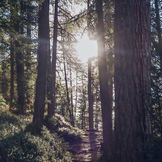 Forest Hd Android wallpaper