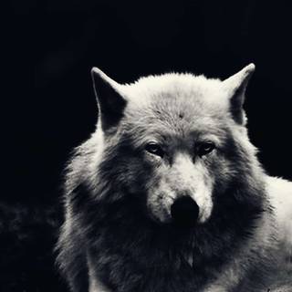 Teen Wolf Android wallpaper