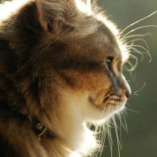 Cat Hd iPhone wallpaper