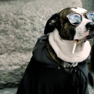 Funny dog desktop wallpaper