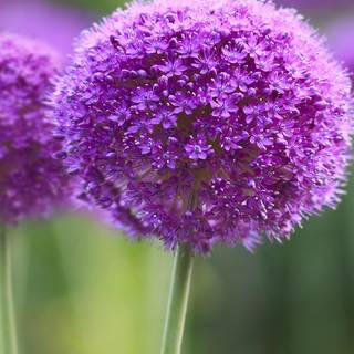 Symphony mobile wallpaper