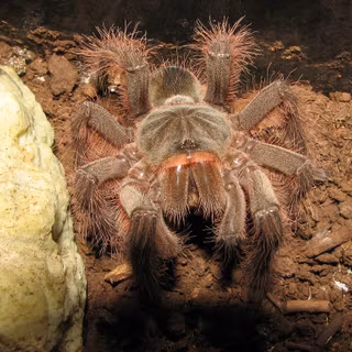 Theraphosa blondi wallpaper