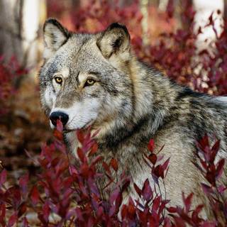 Killer wolfs wallpaper