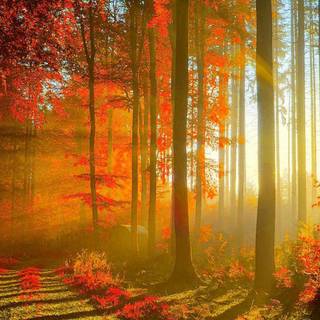 Red nature mobile wallpaper