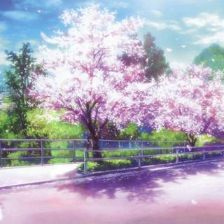 Cherry Blossom anime wallpaper