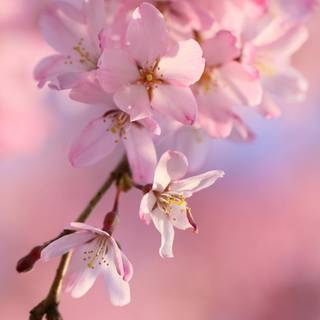 Cherry blossom anime mobile wallpaper