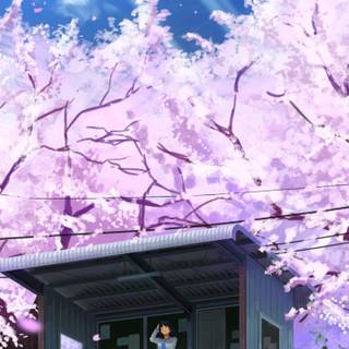 Cherry blossom anime mobile wallpaper