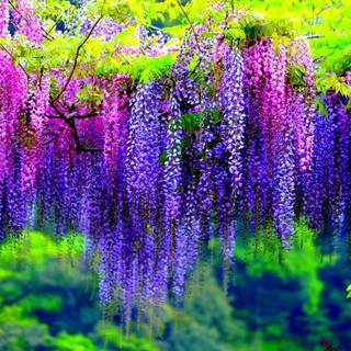 Pink and purple flowers desktop wallpaper