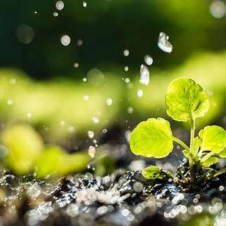 Scarcity of water wallpaper