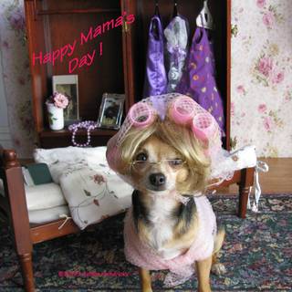 Valentine Chihuahua wallpaper