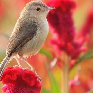 Mobile 720x1280 wallpaper