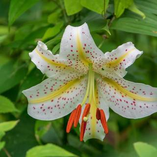 Macro lily wallpaper