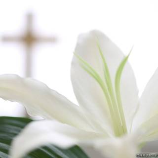 Easter lilies wallpaper