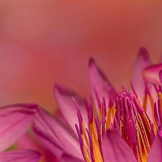 Macro lily wallpaper