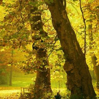 Golden tree wallpaper